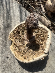 Chlorophyllum molybdites