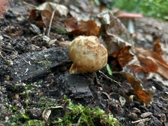 Russula fragrantissima