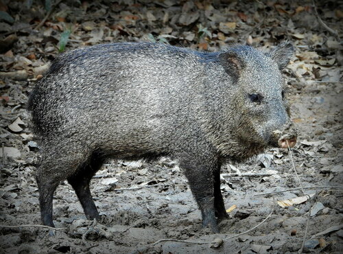 Collared Peccary