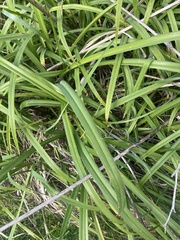 Hemerocallis fulva