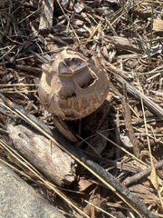 Chlorophyllum molybdites