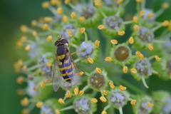 Syrphus vitripennis