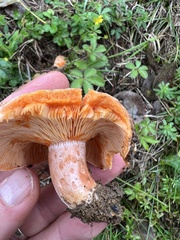 Lactarius sanguifluus