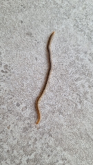 Henia vesuviana