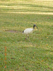 Threskiornis molucca