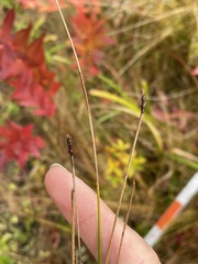 Eleocharis palustris