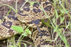 Crotalus molossus