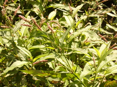 Persicaria lapathifolia