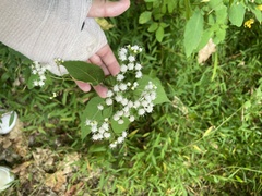 Ageratina