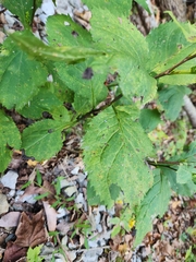 Solidago flexicaulis