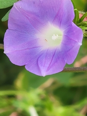 Ipomoea hederacea