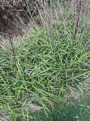 Hemerocallis fulva