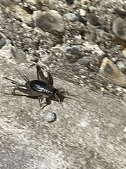 Eunemobius carolinus