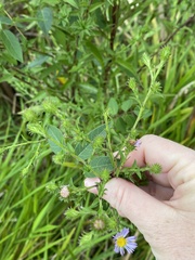 Symphyotrichum elliottii
