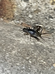 Eunemobius carolinus