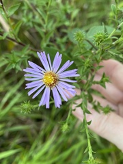 Symphyotrichum elliottii