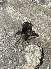 Eunemobius carolinus