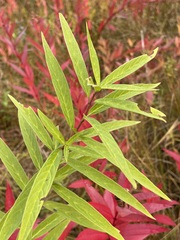 Asclepias incarnata