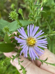 Symphyotrichum elliottii
