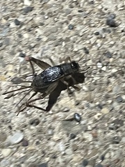 Eunemobius carolinus