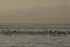 Phalacrocorax capensis