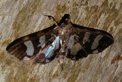 Desmia bajulalis