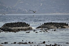 Phalacrocorax capensis