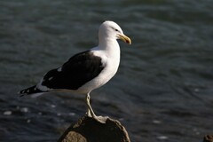Larus dominicanus vetula