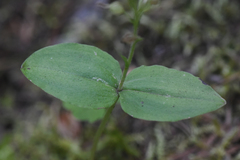 Neottia banksiana