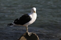 Larus dominicanus vetula