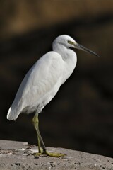 Egretta garzetta garzetta