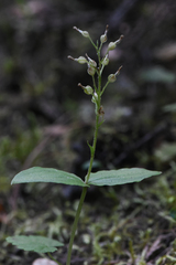 Neottia banksiana