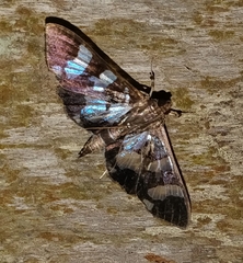Desmia bajulalis