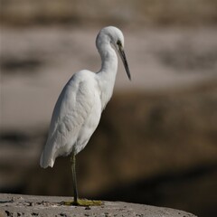 Egretta garzetta garzetta