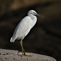 Egretta garzetta garzetta
