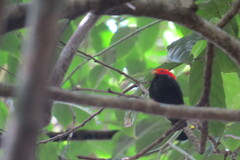 Ceratopipra rubrocapilla