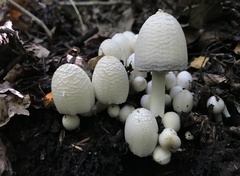 Coprinopsis strossmayeri