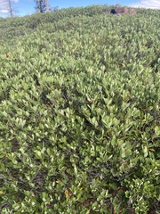 Quercus vacciniifolia