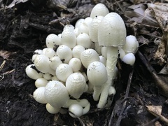 Coprinopsis strossmayeri