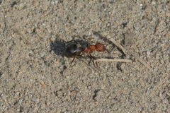 Formica integra