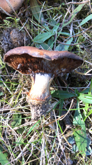 Tricholoma fracticum
