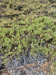 Quercus vacciniifolia