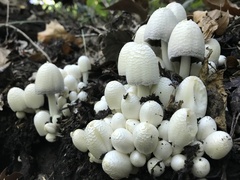 Coprinopsis strossmayeri