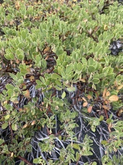 Quercus vacciniifolia