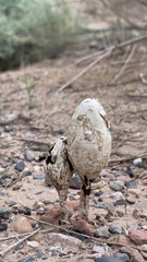 Podaxis