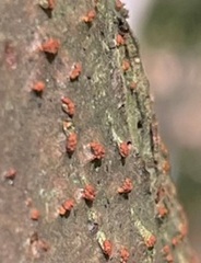 Cryphonectria parasitica