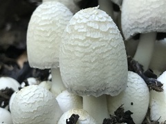 Coprinopsis strossmayeri