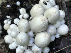 Coprinopsis strossmayeri