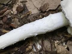 Coprinopsis strossmayeri