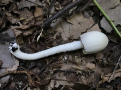Coprinopsis strossmayeri